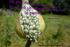 Proverbe 14 petit