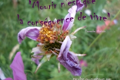 Proverbe 21 petit