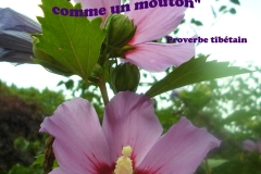 Proverbe 24 petit