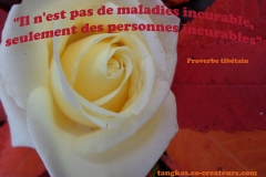 Proverbe 26 petit