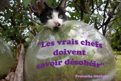 Proverbe 30 petit