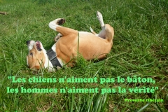 Proverbe 38 petit