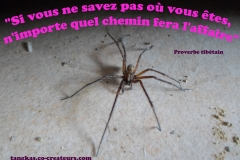 Proverbe 39 petit