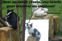 Proverbe 42 petit