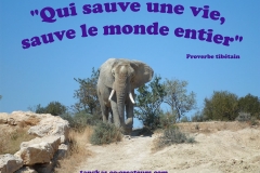 Proverbe 43 petit