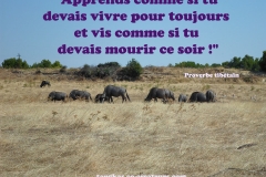 Proverbe 44 petit