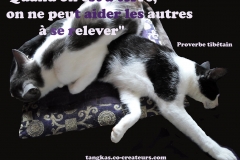 Proverbe 48 petit